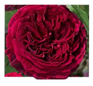 Ascot® - 5l