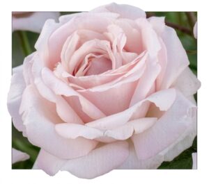 Aspirin Rose® - 5l