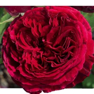 Astrid Gräfin von Hardenberg®