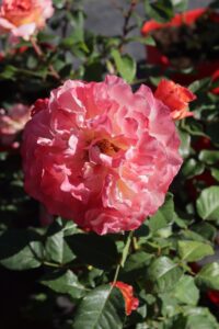 Augusta Luise® - 5l