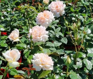 Chandos Beauty® - 5l