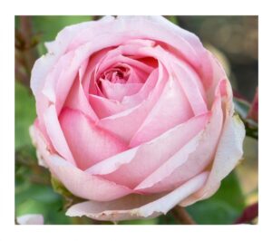Charming Piano® - 5l
