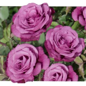 Climbing Viollete Parfumee®