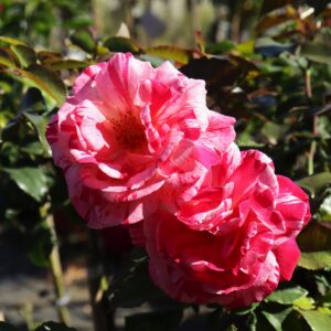 Colibri Farbfestival®