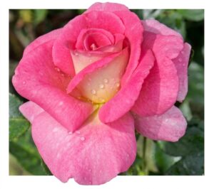 Dornburger Schlossrose  - Wisława Szymborska® - 5l
