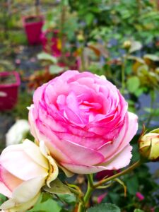 Eden Rose® - 6l