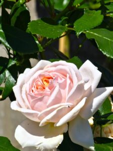 Palais Royal / Eden Rose White® - 6l
