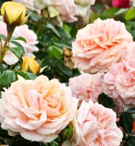 Garden of Roses® - 5l
