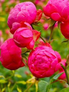 Gartenprinzessin Marie Jose® - 5l