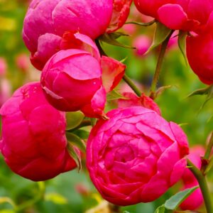 Gartenprinzessin Marie Jose®