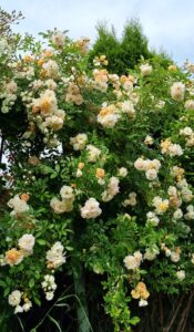 Ghislaine de Feligonde® - 6l