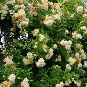 Ghislaine de Feligonde®