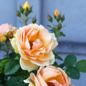 Hansestadt Rostock®