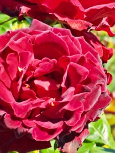 Hommage a Barbara® - 5l