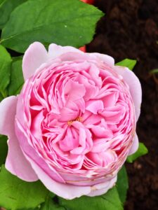 Kiss me Kate® - 6l