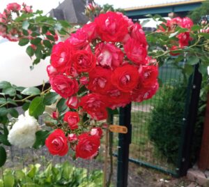 Rosige Landrostei® - 5l