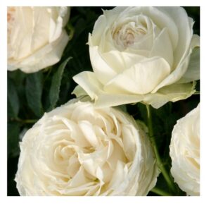 Lemon Rokoko® - 5l