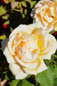 Lions Rose® - 5l