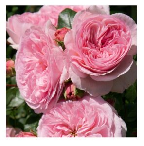 Maria Theresia® - 5l
