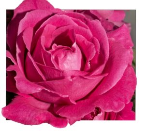 Pink Cloud® - 6l