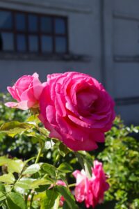 Pink Eden Rose® - 6l