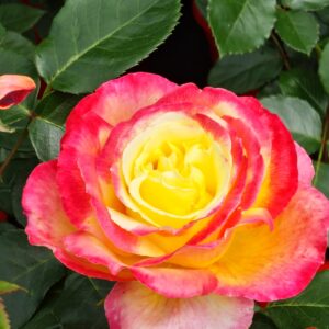 Pullman Orient Express®