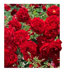 Red Fairy® - 5l
