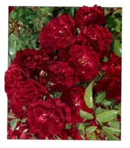 Red Romance® - 5l