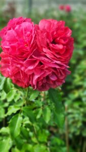 Rosarium Ütersen® - 6l