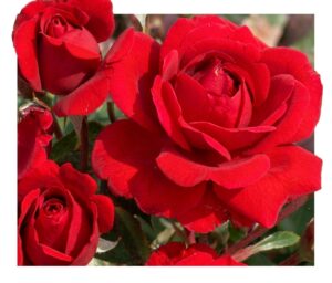 Scarlet Bonica® - 5l