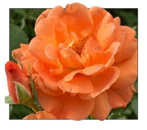 Scent from Heaven® - 6l