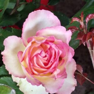 Souvenire de Baden Baden®