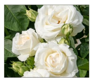 Uetersener Klosterrose® - 6l