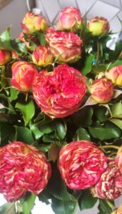 Vulcanica® - 5l