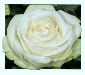 Wedding Piano® - 5l