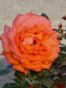 Westerland® - 6l