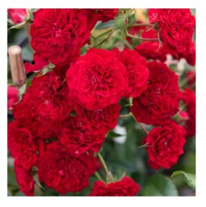 Crimson Siluetta® - 6l
