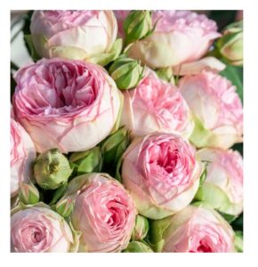 Lovely Rokoko® - 5l