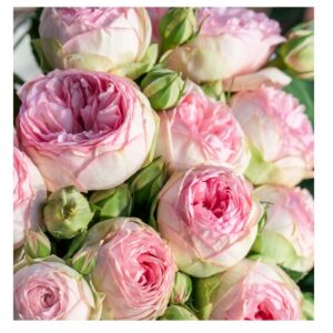 Lovely Rokoko®