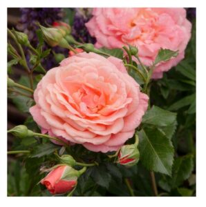Peach Melba® - 6l