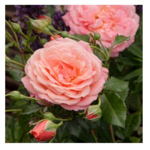Peach Melba®