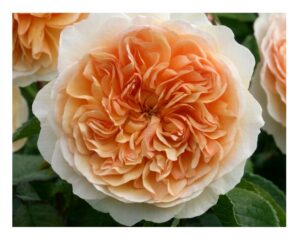 Port Sunlight ® - 5l