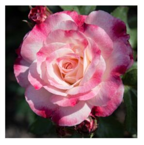 Rosenstadt Freising® - 5l