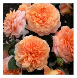 Sangerhauser Jubilaumsrose® - 5l