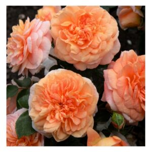 Sangerhauser Jubilaumsrose®