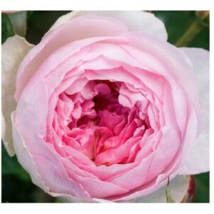 Vesalius®