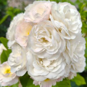 Bouquet Parfait®