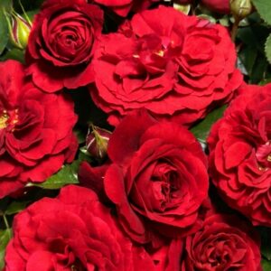 Farruca®