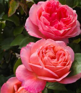 Mademoiselle Meilland® - 5l