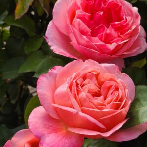 Mademoiselle Meilland®